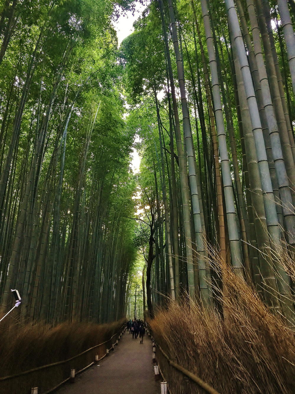 竹の小径