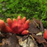 【NEWS】「星野リゾート」で秋を体験！毒キノコ＆林檎尽くし