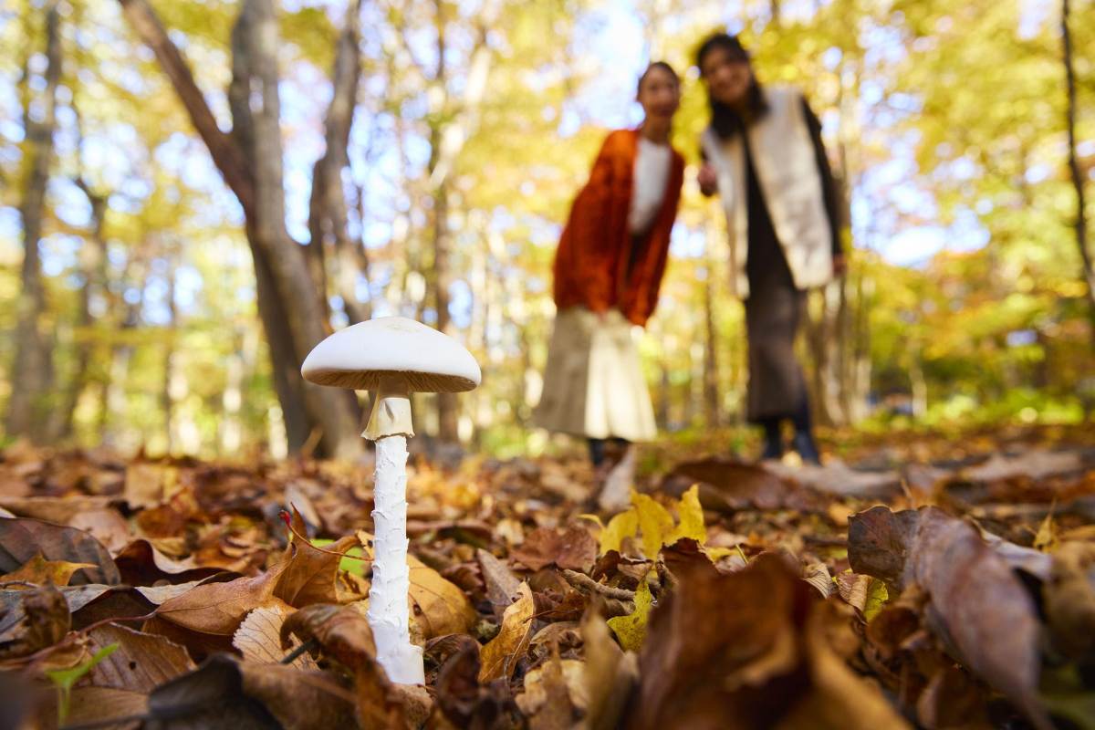 【奥入瀬渓流ホテル】 驚きに満ちた毒きのこの世界に迫る 「毒きのこさんぽ」