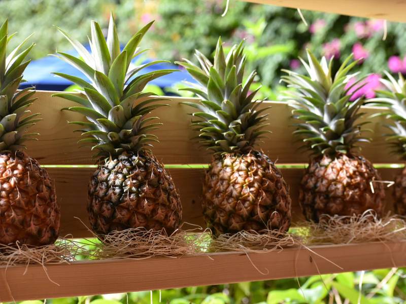 「西表島ホテル」春のピーチパイン祭り